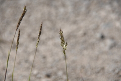 Trisetum agrostideum