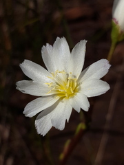 Lewisia oppositifolia