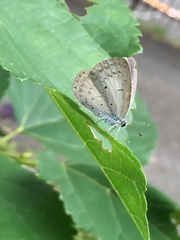 Celastrina argiolus ladonides