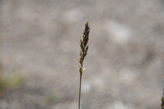 Trisetum agrostideum