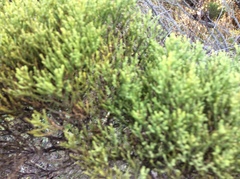 Veronica cupressoides
