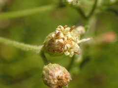 Baccharis plummerae