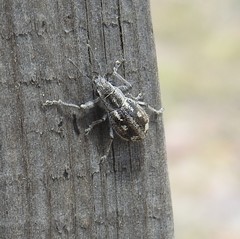 Pantomorus albosignatus