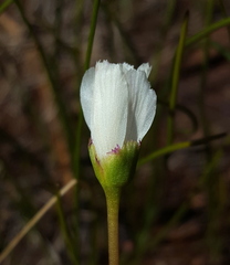 Lewisia oppositifolia