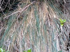Poa astonii