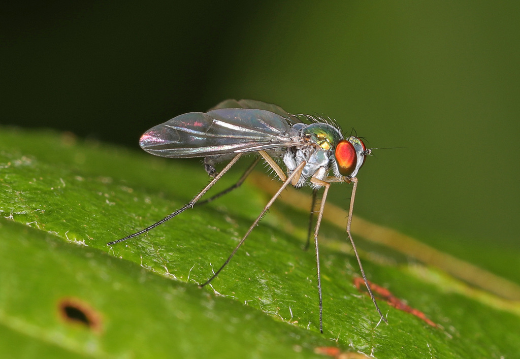 Condylostylus brimleyi