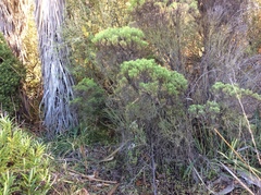 Veronica cupressoides