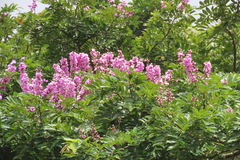 Lonchocarpus cruentus