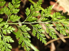 Davallia solida pyxidata