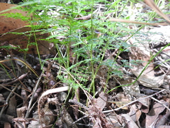 Davallia solida pyxidata