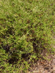 Baccharis plummerae