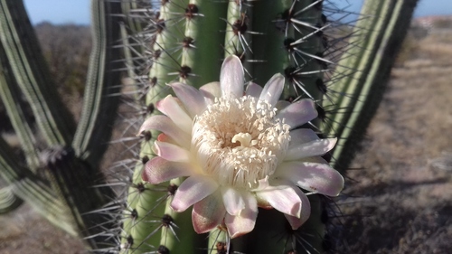 organ pipe cactus