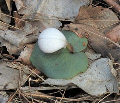 Corybas barbarae