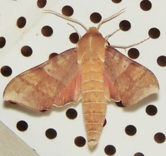 Darapsa choerilus