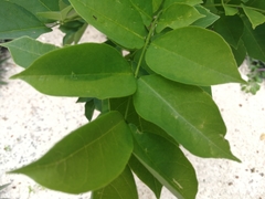 Lonchocarpus longistylus