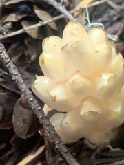 Pityopus californicus