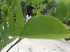 Lonchocarpus longistylus