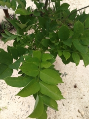 Lonchocarpus longistylus