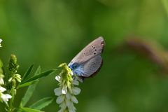 Glaucopsyche lycormas