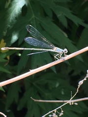 Enallagma vesperum