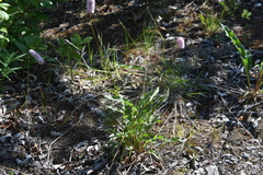 Bistorta officinalis