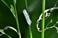 Myelois circumvoluta