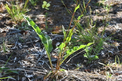 Bistorta officinalis