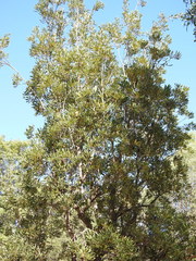 Banksia integrifolia compar
