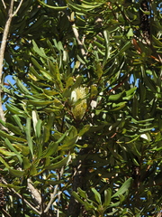 Banksia integrifolia compar