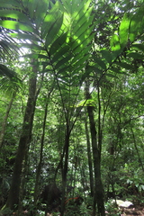 Chamaedorea tepejilote