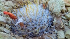 Mammillaria boolii