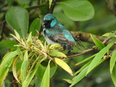 Dacnis venusta