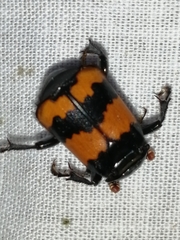 Nicrophorus investigator