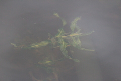 Potamogeton praelongus