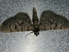 Eupithecia venosata