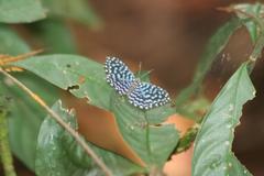 Napaea actoris