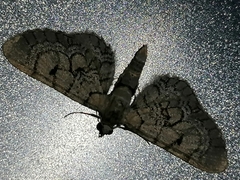 Eupithecia venosata