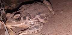 Rhinella arunco