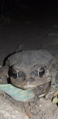 Rhinella arunco