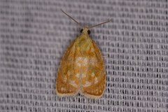 Acleris curvalana