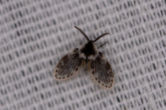 Lepiseodina conspicua