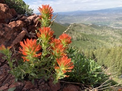 Castilleja applegatei viscida