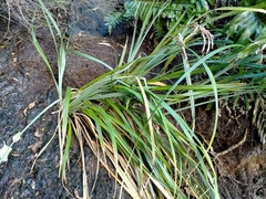 Carex trifida