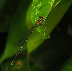 Platycnemididae