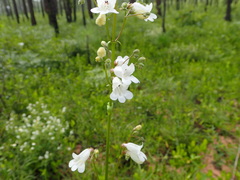Penstemon multiflorus