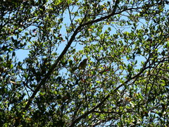 Vireo bellii