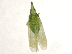 Rhynchomitra microrhina