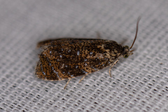 Olethreutes astrologana