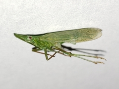 Rhynchomitra microrhina