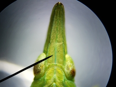 Rhynchomitra microrhina